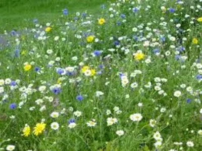 Image courtesy of Bumblebee Conservation Trust Wild Flowers by Highway.